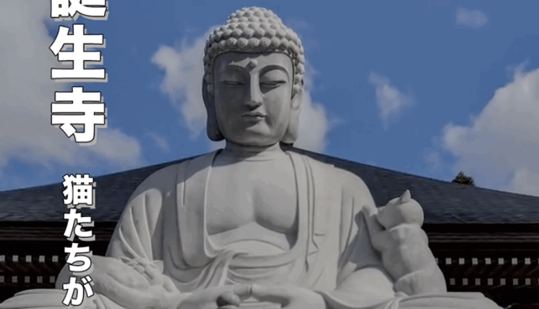 🐱【福井の癒しスポット】保護猫に会えるお寺・御誕生寺|猫好き必見の“猫寺”で心も癒される旅を