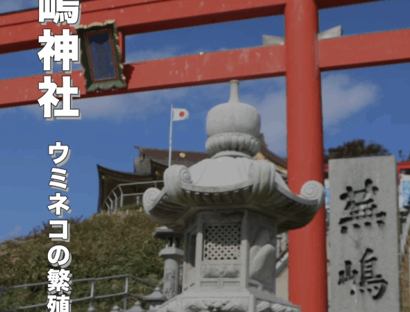 【青森・八戸のパワースポット】蕪嶋神社｜金運アップ・商売繁盛のご利益とウミネコが舞う神秘の神社